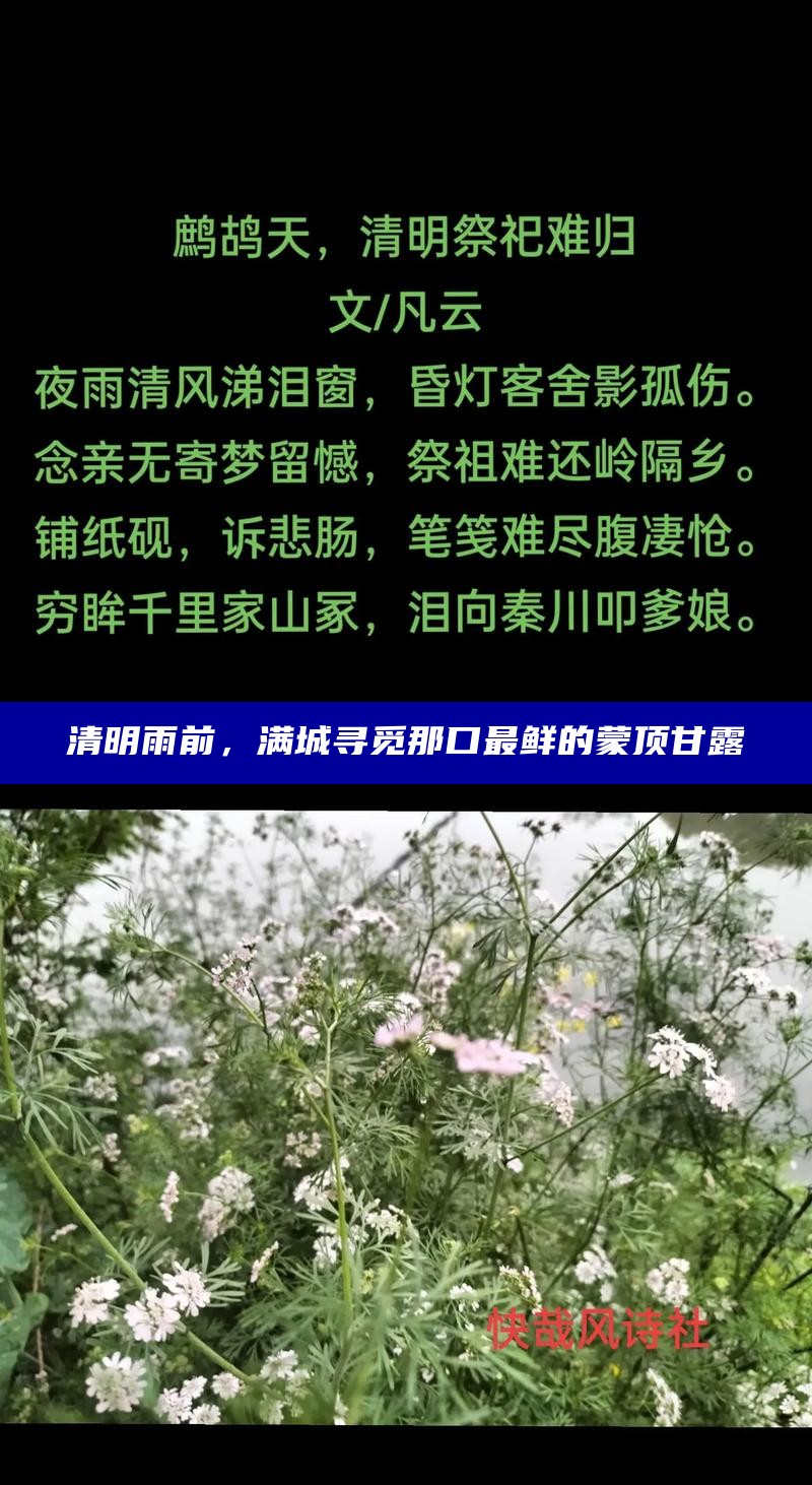 清明雨前，满城寻觅那口最鲜的蒙顶甘露